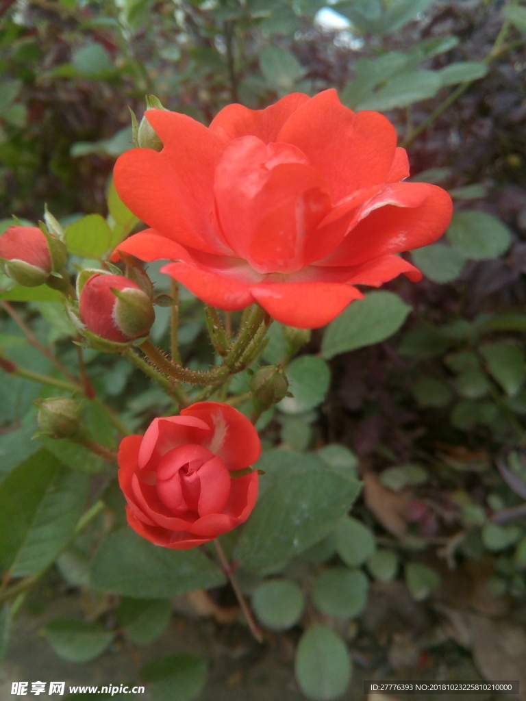 月季 花