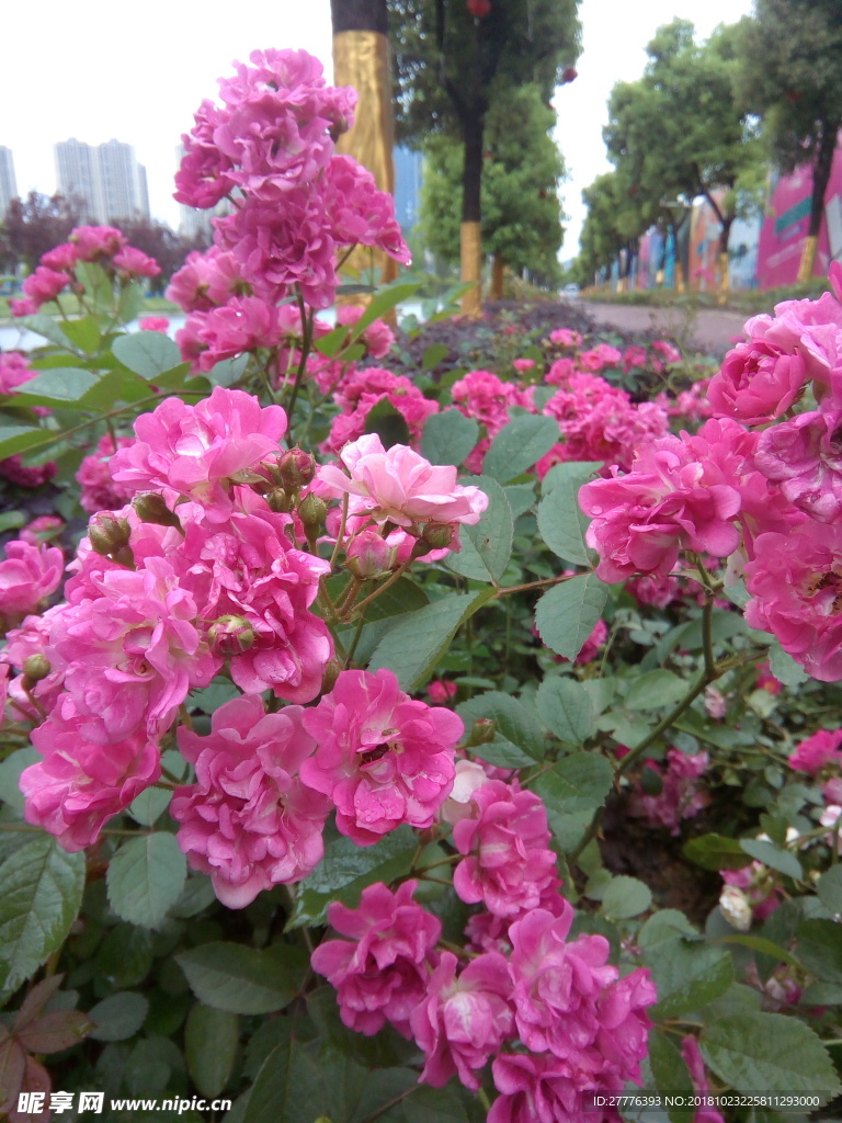 月季花