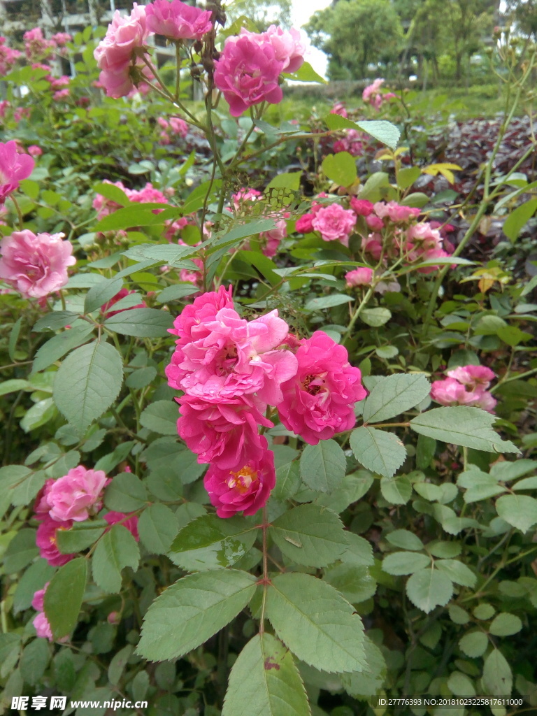 月季花