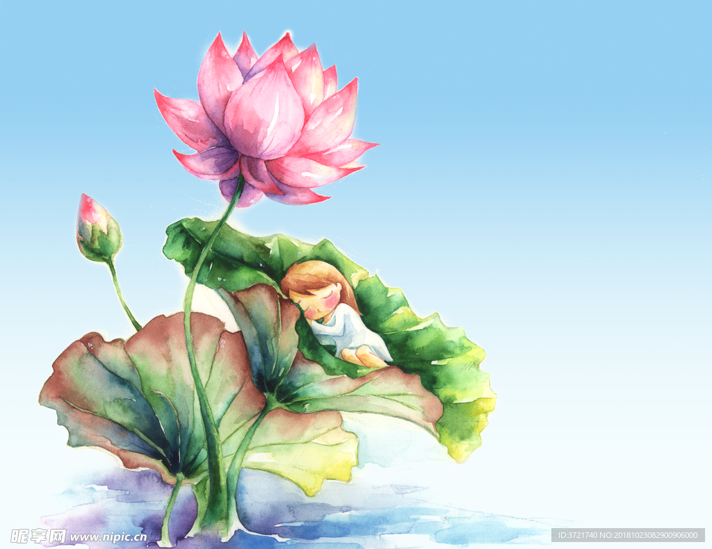 荷花素材