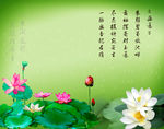 荷花莲花