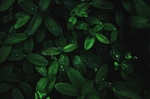 绿色植物叶子