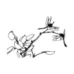 蜻蜓与花卉