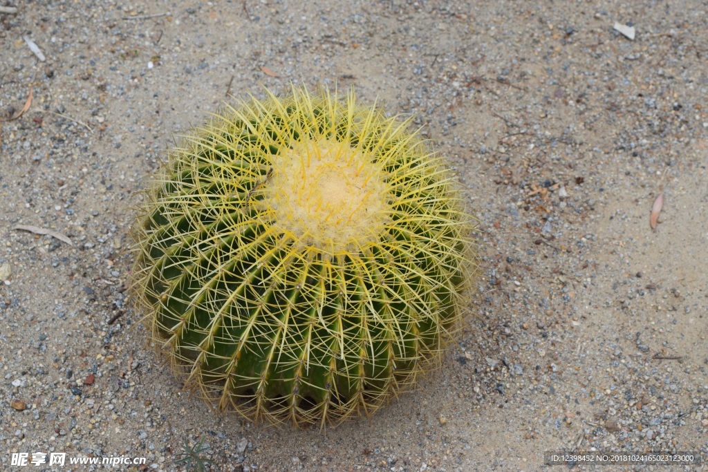 仙人掌