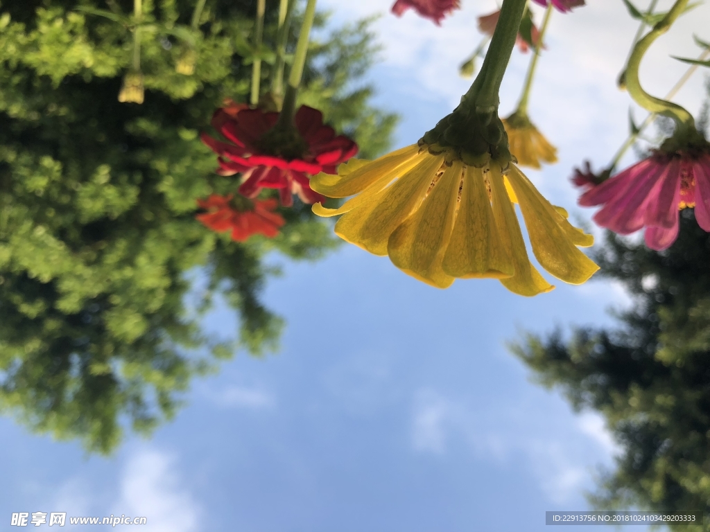 波斯菊