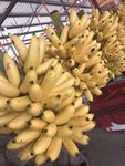芭蕉  西贡蕉   香蕉