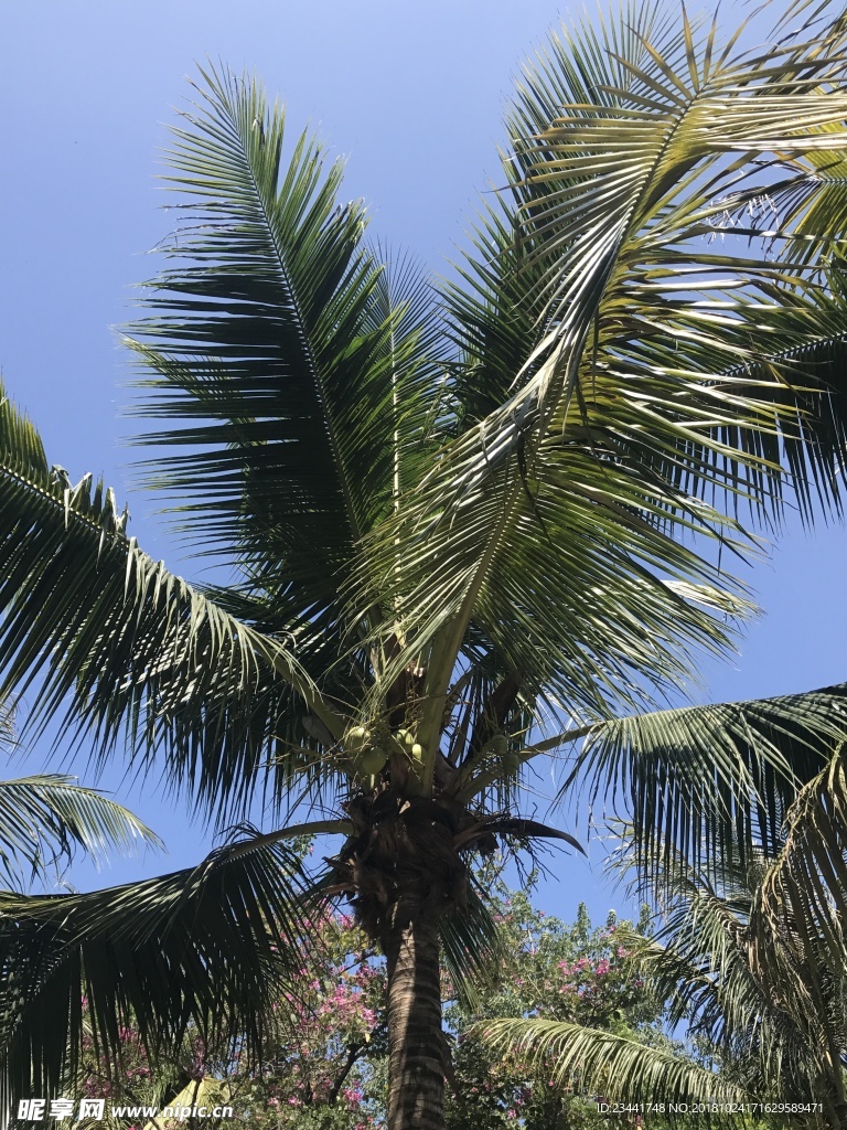 椰子树