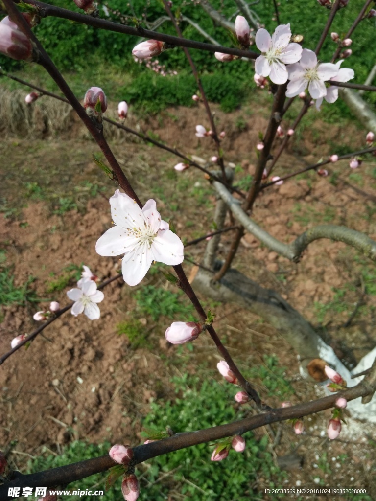 桃花 自然 天然 漂亮 春天