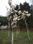 玉兰花  望春二乔玉兰 春天