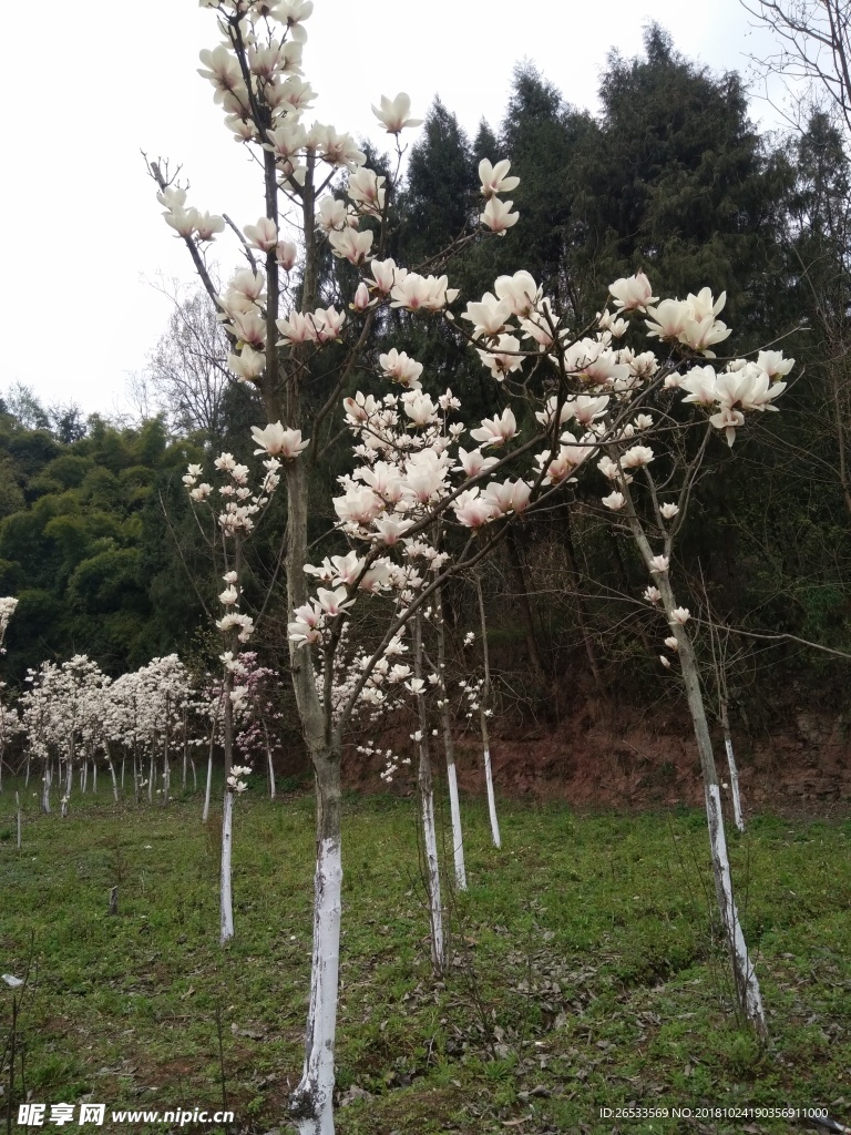 玉兰花  望春二乔玉兰 春天