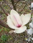 玉兰花  望春二乔玉兰 春天