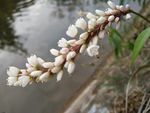 柳叶刺蓼  蚕茧草 蓼花 狭叶
