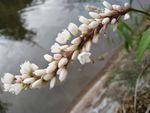 柳叶刺蓼  蚕茧草 蓼花 狭叶