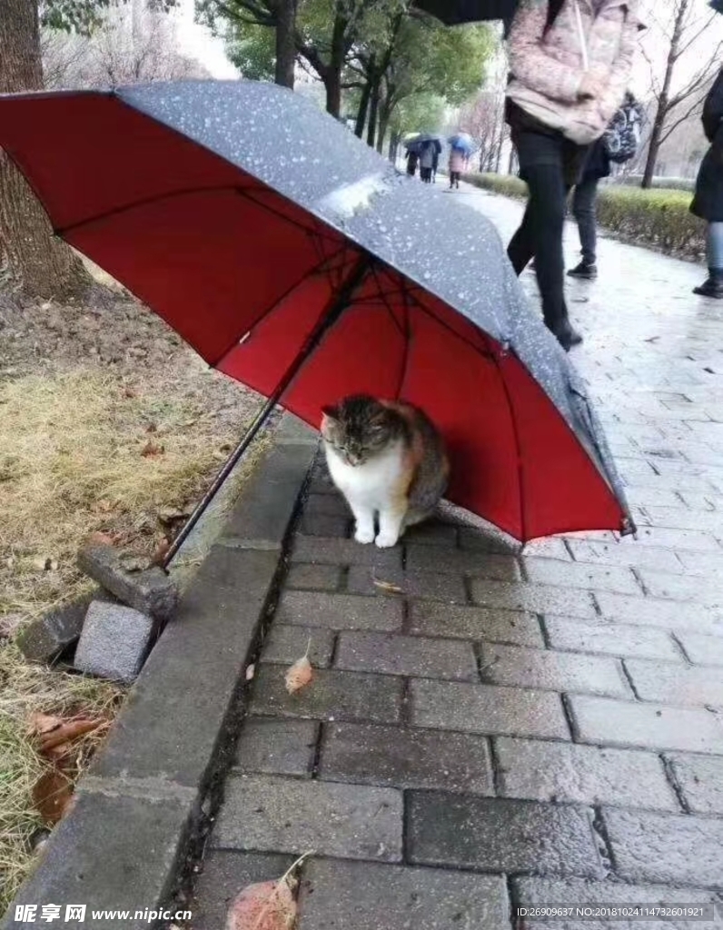 遮伞的小猫