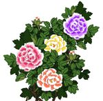 菊花素材
