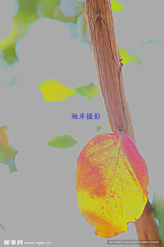 虚幻的叶
