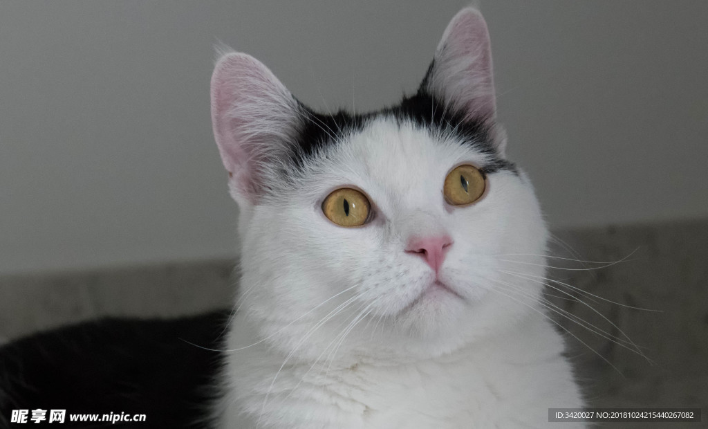 猫头