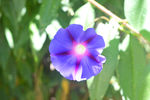 牵牛花