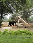 动物园棕熊 狗熊