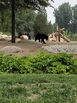 野生动物园黑熊