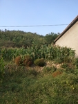 丰收季节玉米地