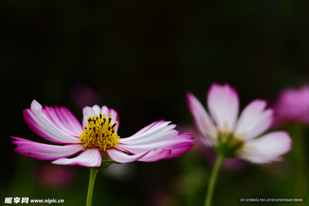 格桑花