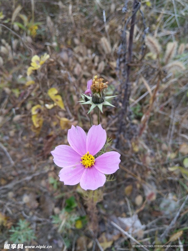 美丽的格桑花