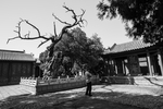 岱庙