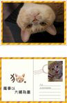橘猫