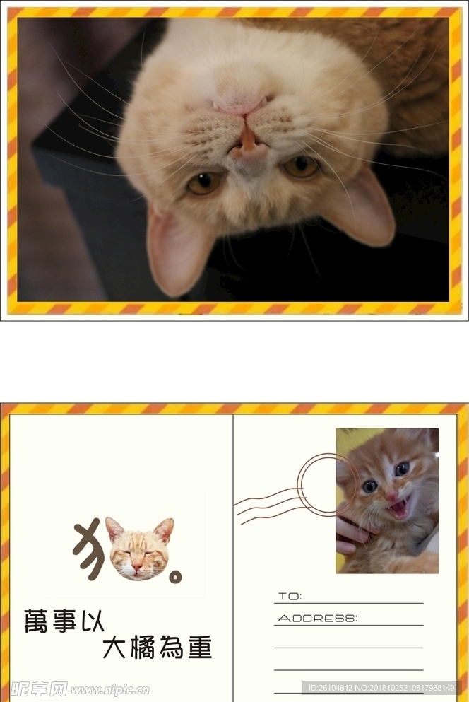 橘猫