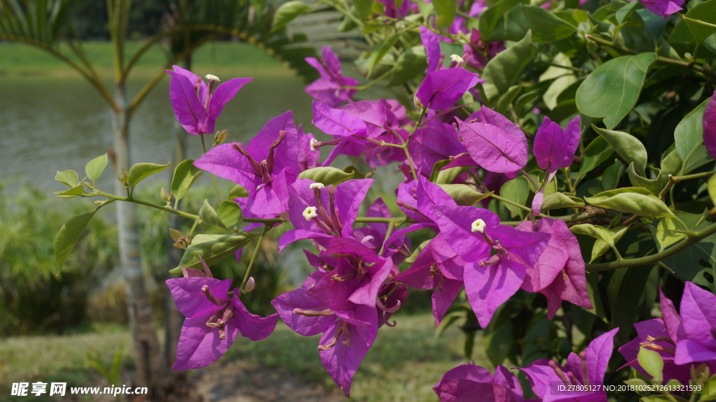 鲜花红色花