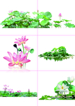 精美荷花素材