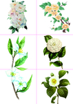 精美白色茶花素材