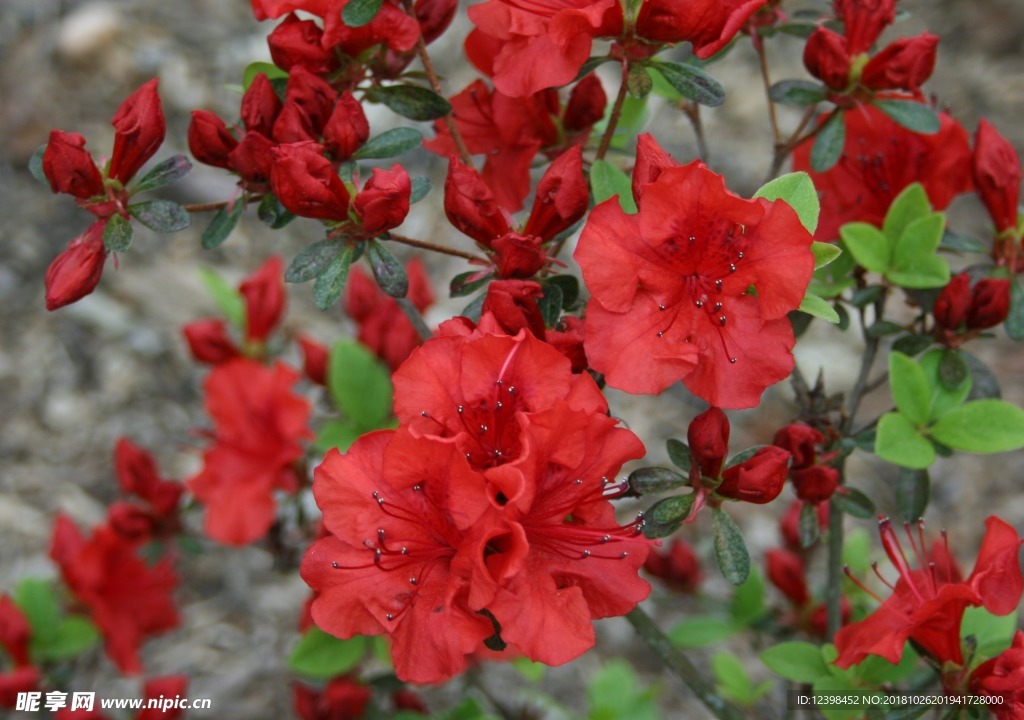 杜鹃花