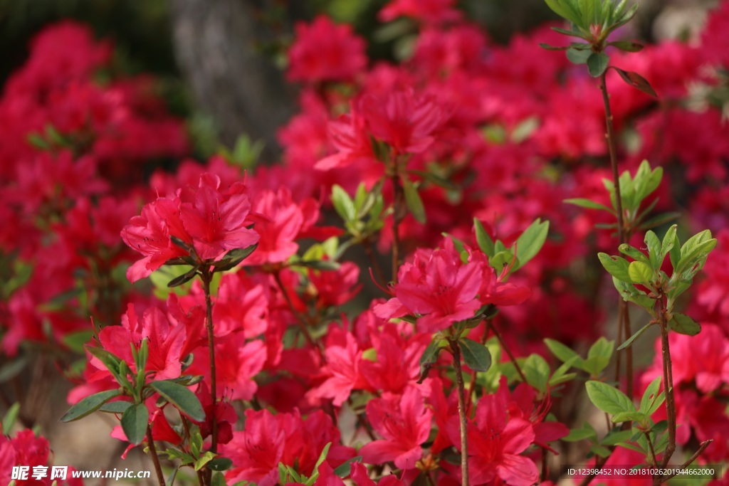 杜鹃花