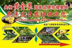 黄金果广告