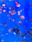 水母 海洋世界 海底世界