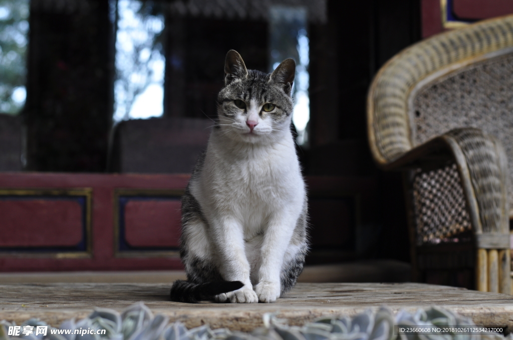 小猫的凝视