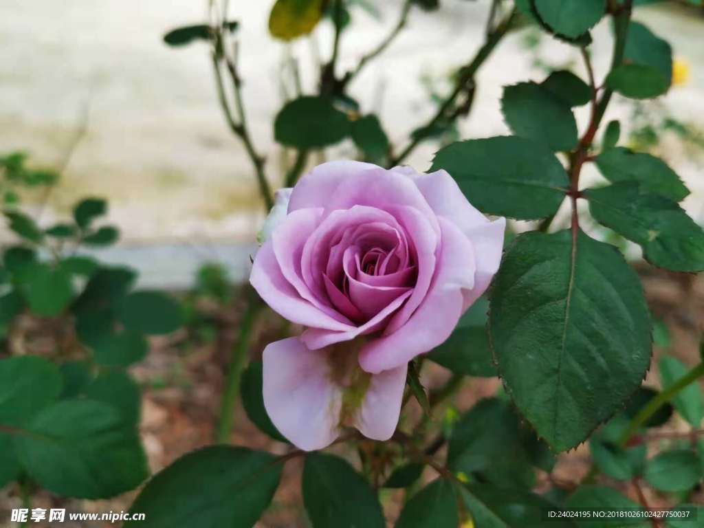 花卉