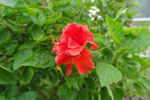 扶桑花 花  花卉
