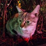 天津小野猫
