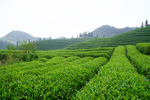 开化茶园