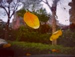 秋叶飘零雨打落叶