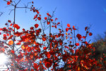 秋天的红叶逆光