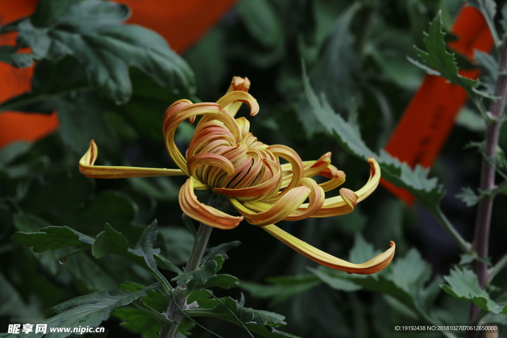 菊花