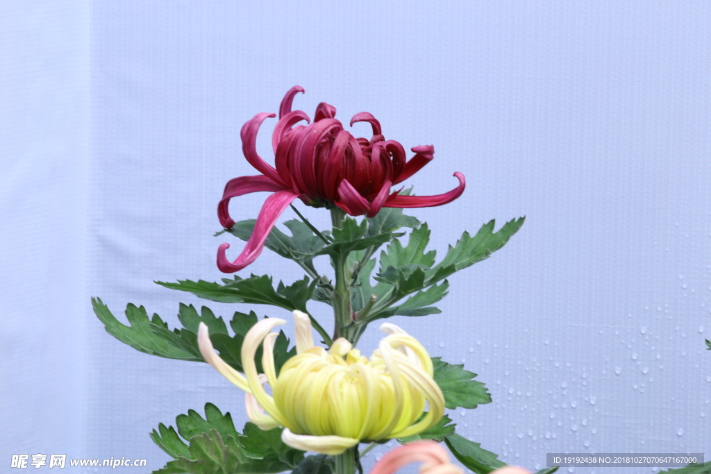 菊花