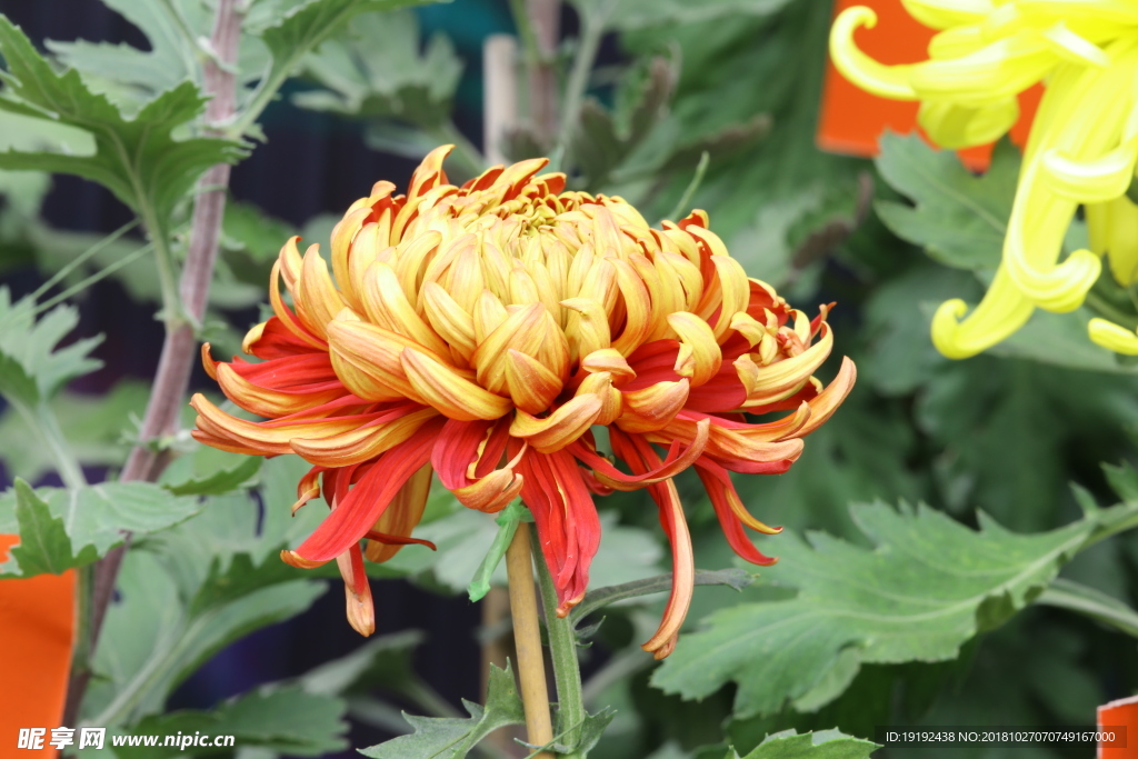 菊花