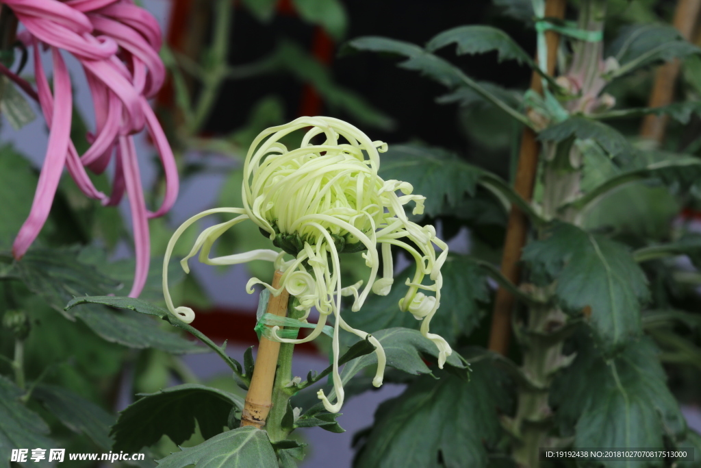 菊花
