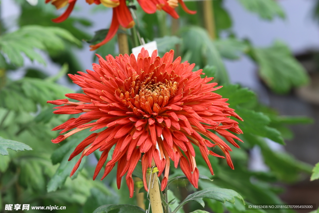 菊花
