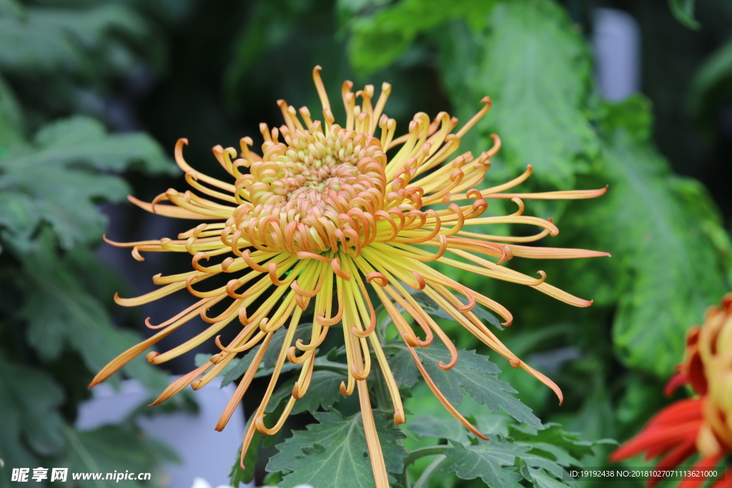 菊花